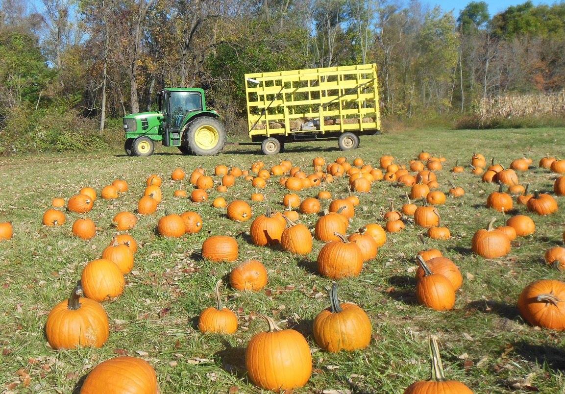 Wilcox Farms Fall Activities ...
