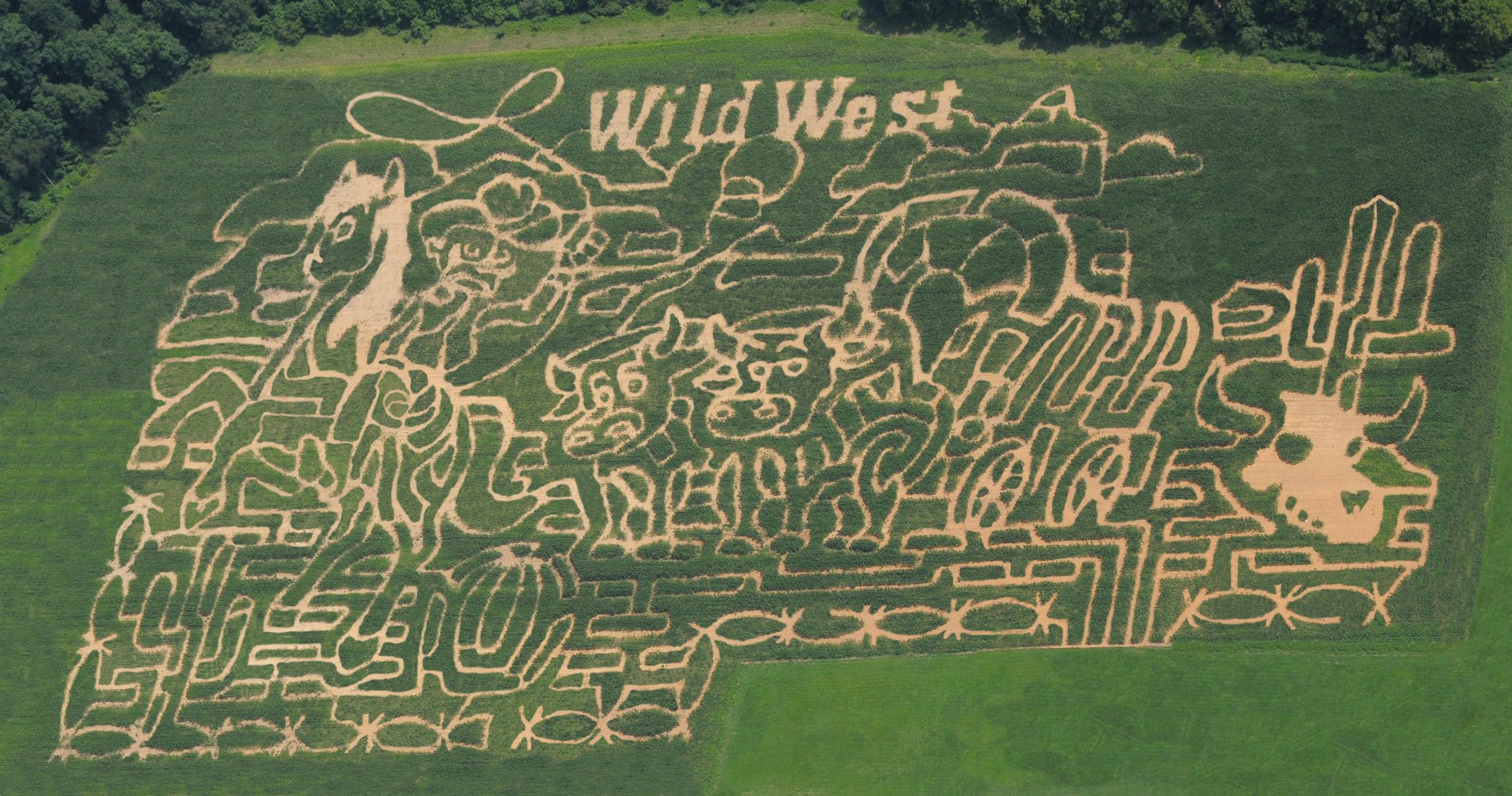 Wilcox Farms Corn Maze …